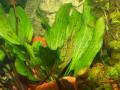 Akváriumi növények - Echinodorus  "Ozelot"